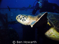 sea turtles were everywhere on the Y-O wreck off the coas... by Ben Howarth 